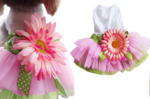 Κανένα σετ εικόνων 