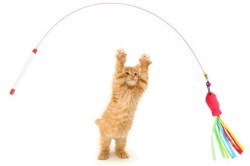 Κανένα σετ εικόνων 